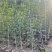 黄花风铃木1-3分，大量低价出售