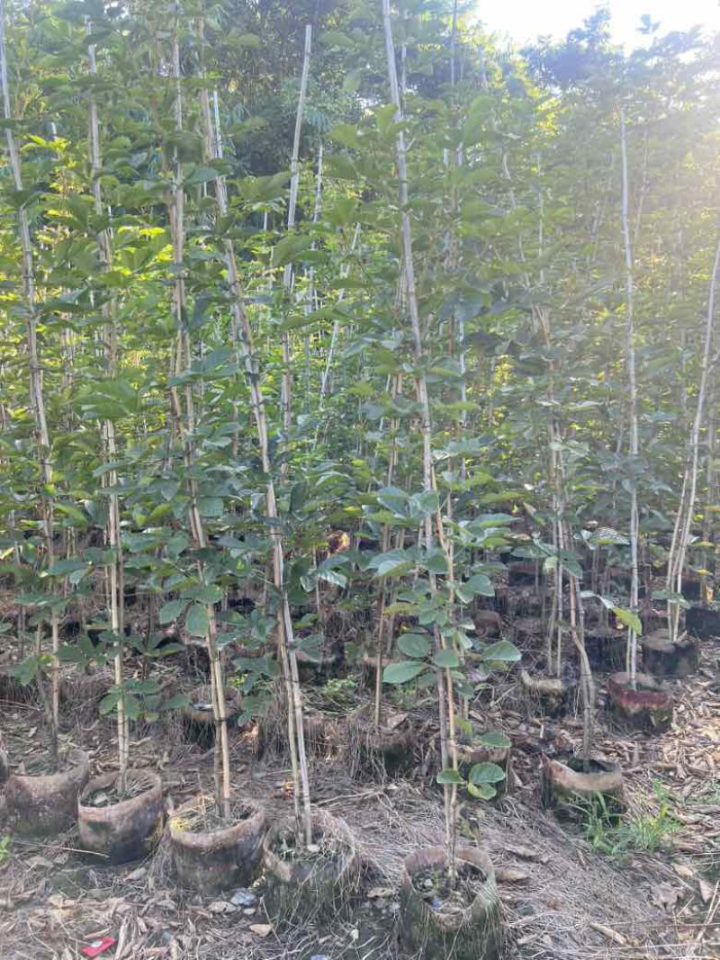 黄花风铃木1-3分，大量低价出售