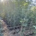黄花风铃木1-3分，大量低价出售