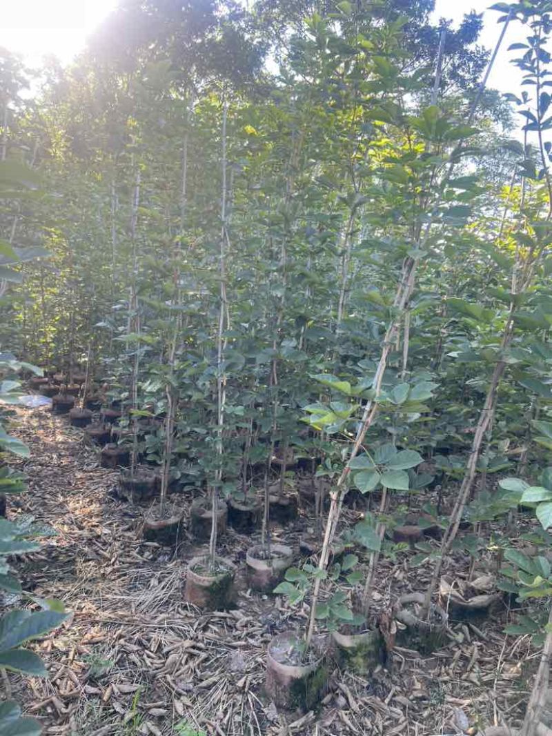 黄花风铃木1-3分，大量低价出售