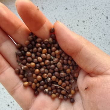 苦参种子