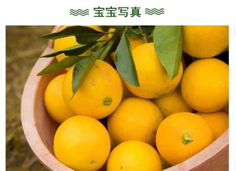 冰糖橙产地一手货源现摘现发爆甜多汁正宗品质欢迎采购