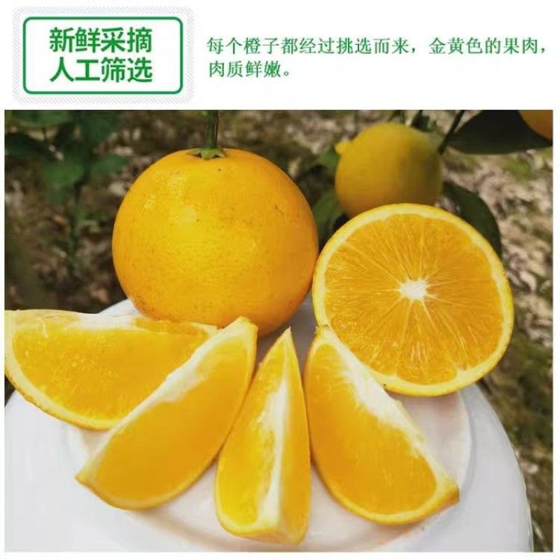 冰糖橙产地一手货源现摘现发爆甜多汁正宗品质欢迎采购