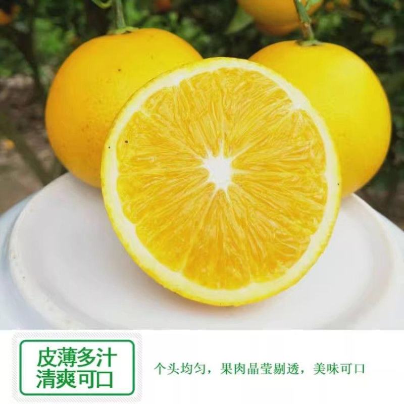 冰糖橙产地一手货源现摘现发爆甜多汁正宗品质欢迎采购