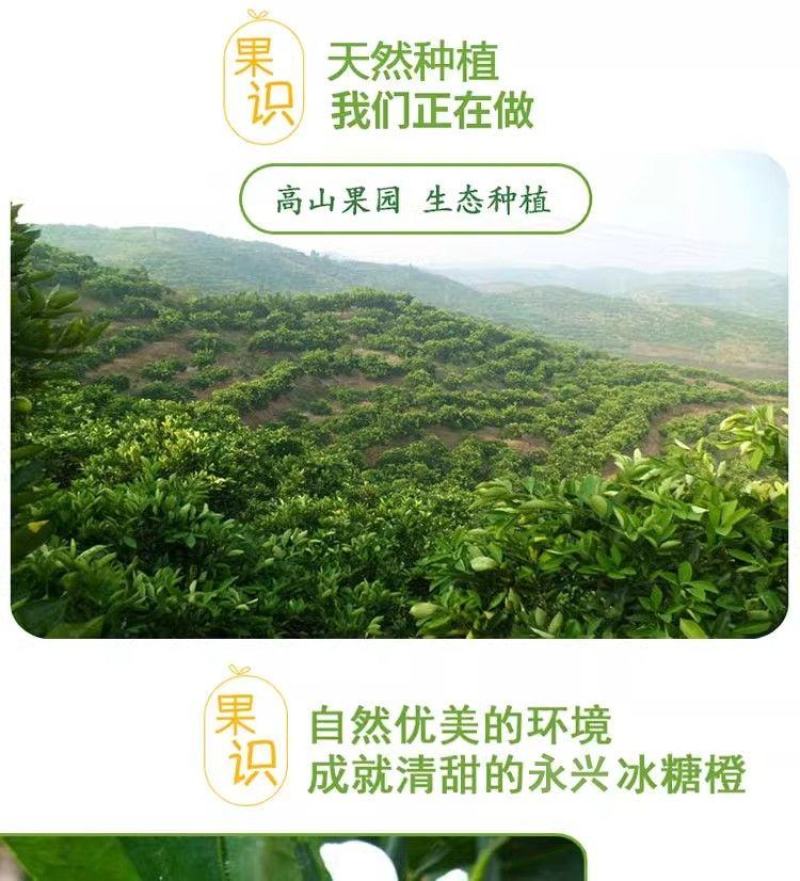 冰糖橙产地一手货源现摘现发爆甜多汁正宗品质欢迎采购