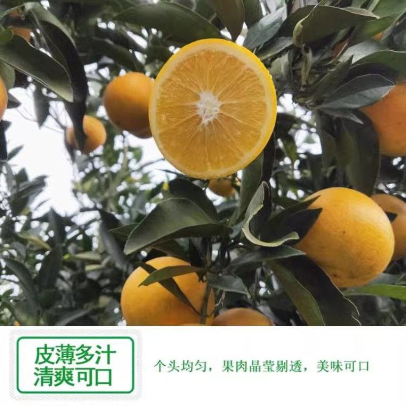 冰糖橙产地一手货源现摘现发爆甜多汁正宗品质欢迎采购