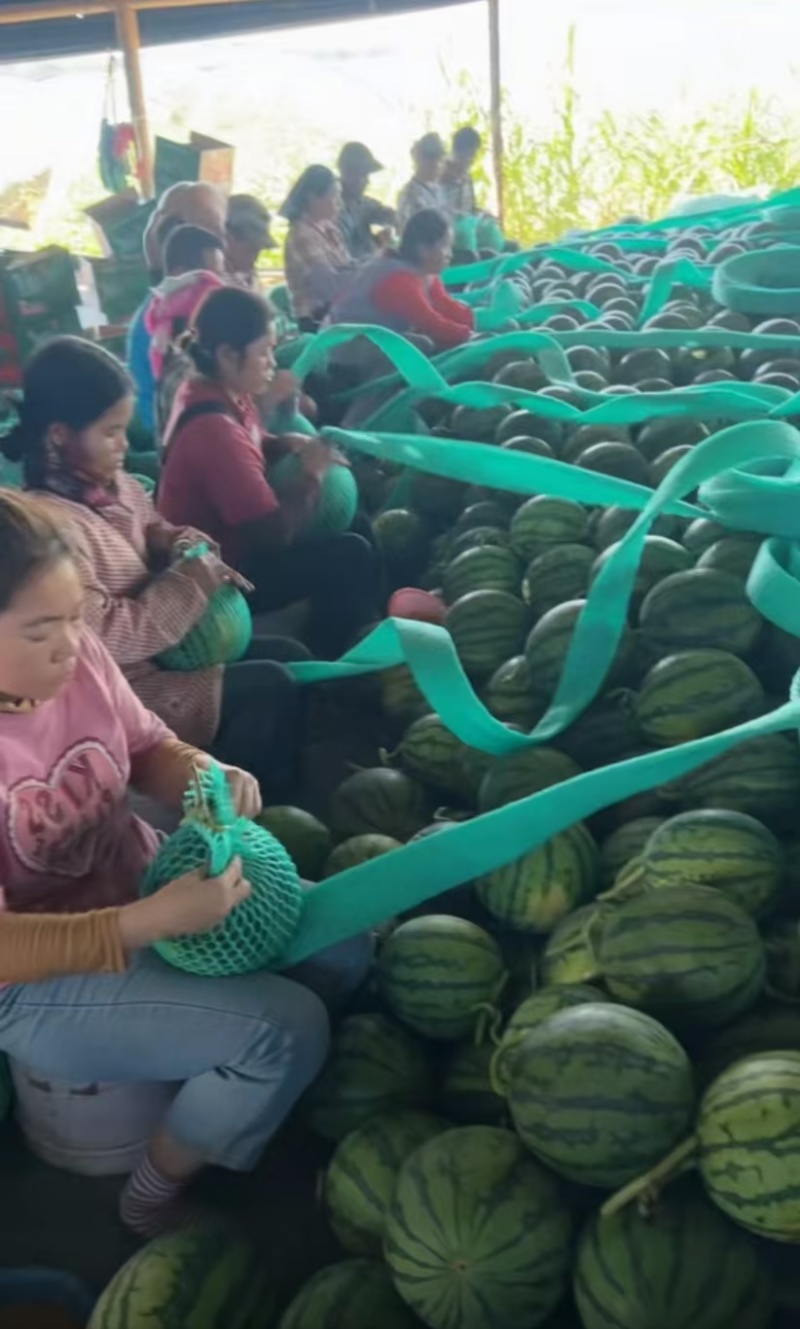 无籽麒麟西瓜保质保量支持各位老板实地考察