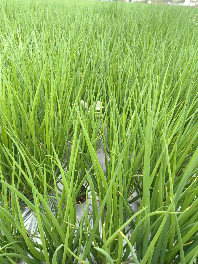 新鲜香葱上市