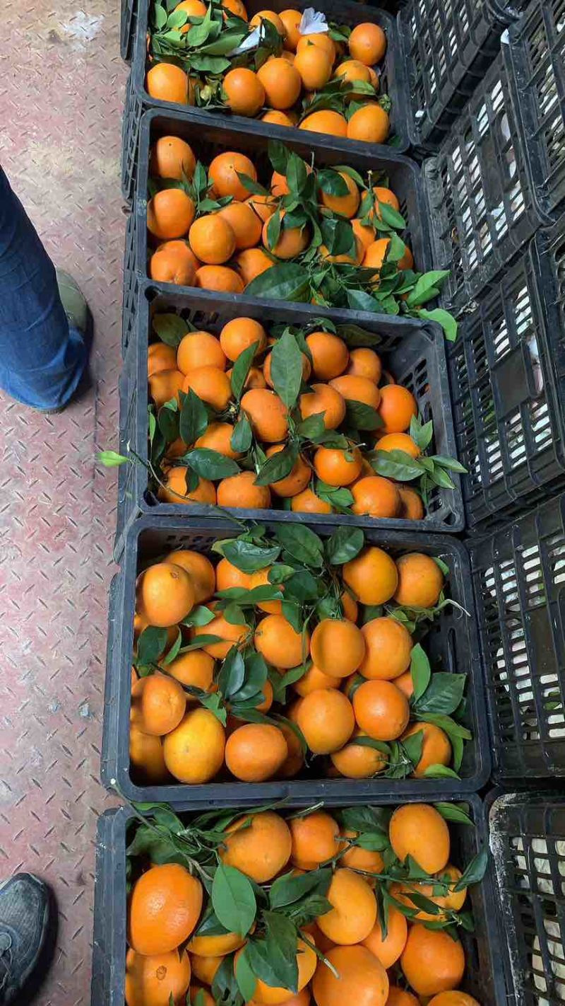 木瓜蜜丁橙