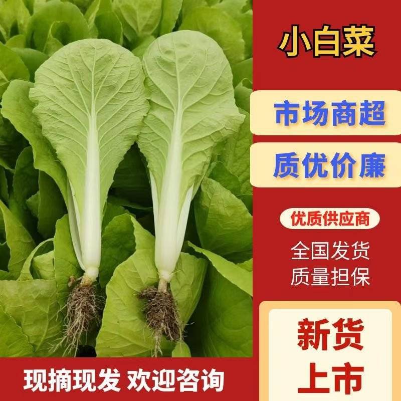 精品陆地小白菜可供商超全国可发货量大从优产地直销