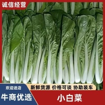 精品陆地小白菜可供商超全国可发货量大从优产地直销
