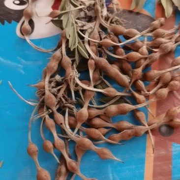 苦豆子