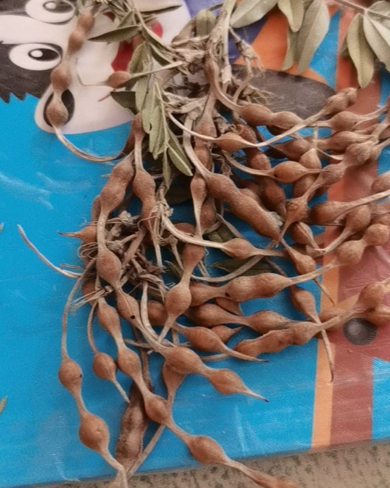 苦豆子