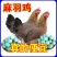 麻鸡苗买千送百品种不对全额退款包防疫包运输货到满意