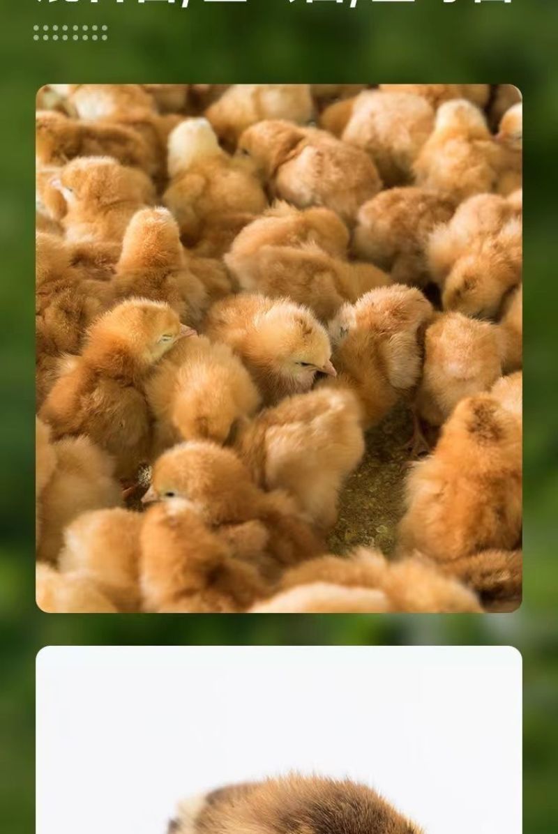 麻鸡苗买千送百品种不对全额退款包防疫包运输货到满意