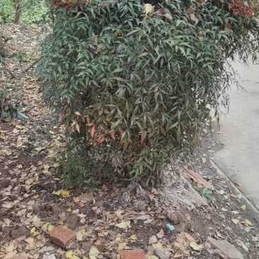 桑树枝条