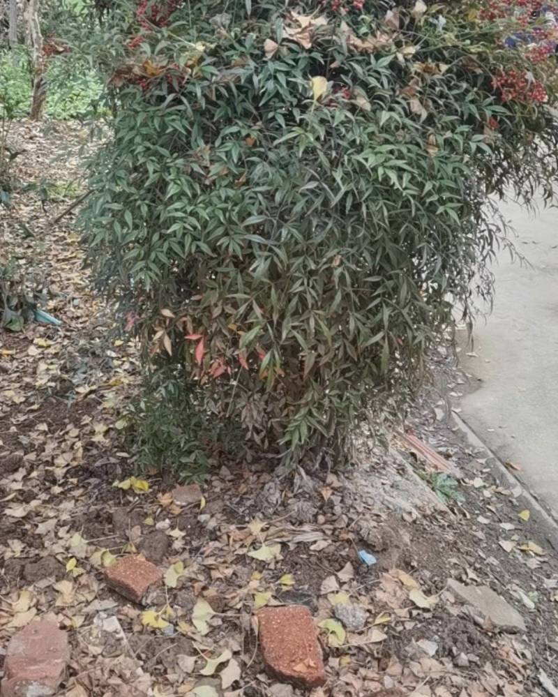 桑树枝条