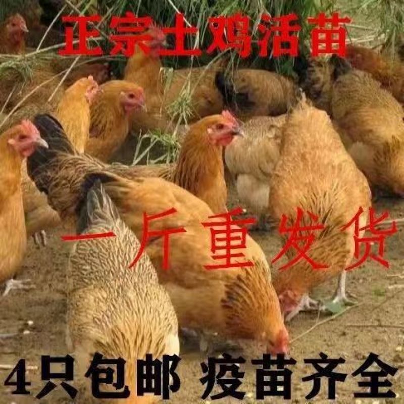 土鸡苗买千送百品种不对全额退款包防疫包运输货到满意