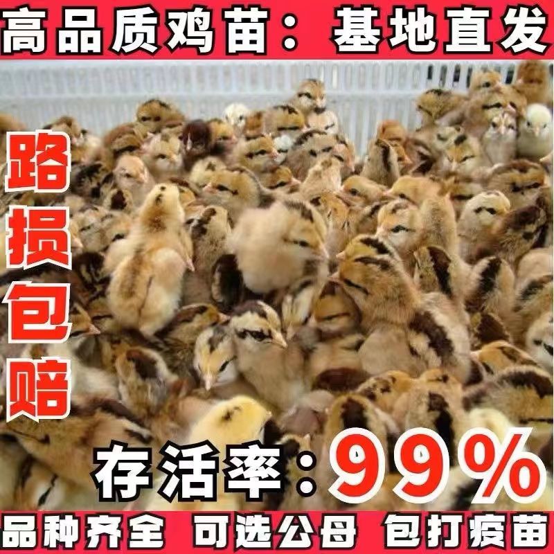 土鸡苗买千送百品种不对全额退款包防疫包运输货到满意