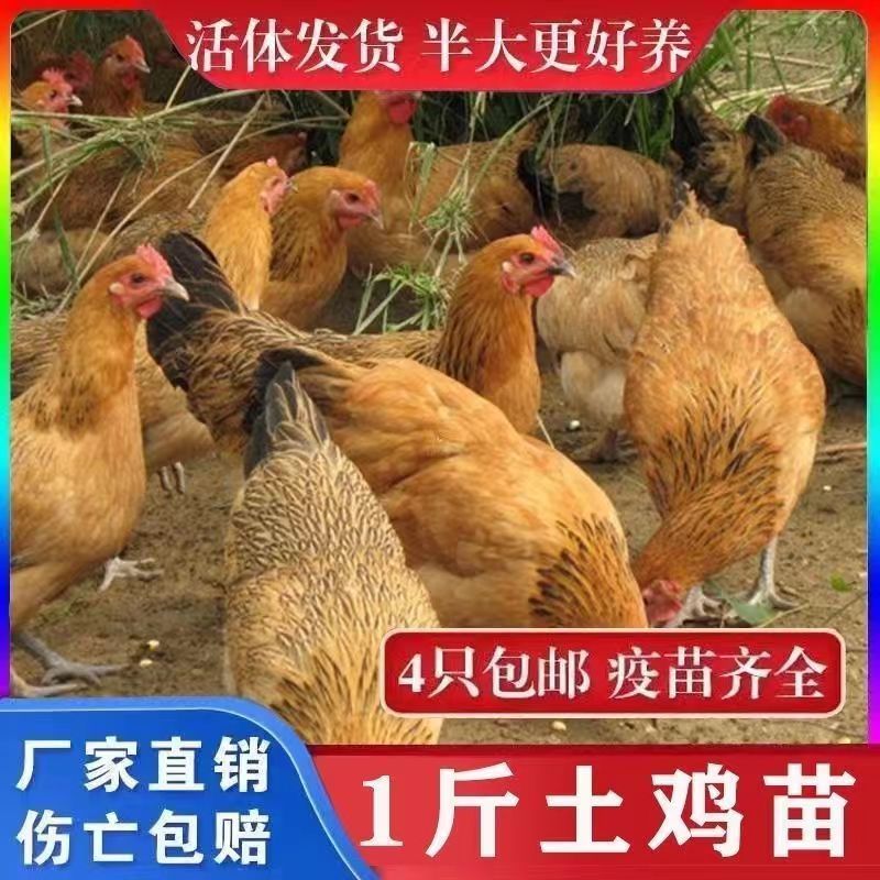 土鸡苗买千送百品种不对全额退款包防疫包运输货到满意