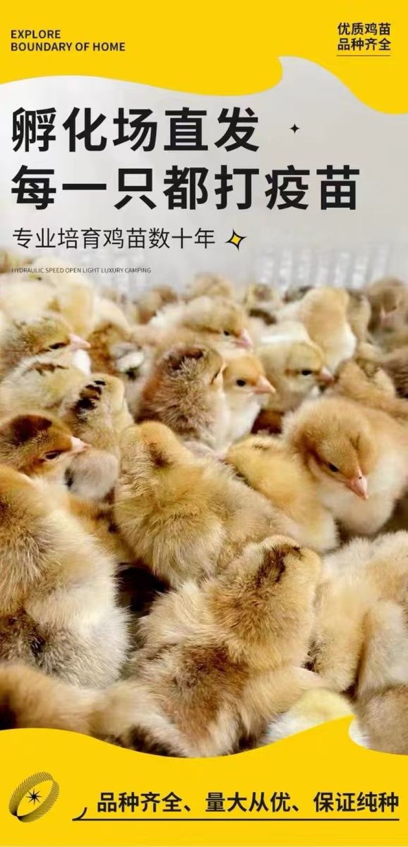 三黄鸡苗买千送百品种不对全额退款包防疫包运输货到满