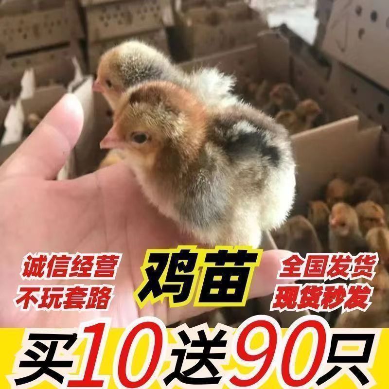 芦花鸡苗买千送百品种不对全额退款包防疫包运输货到满