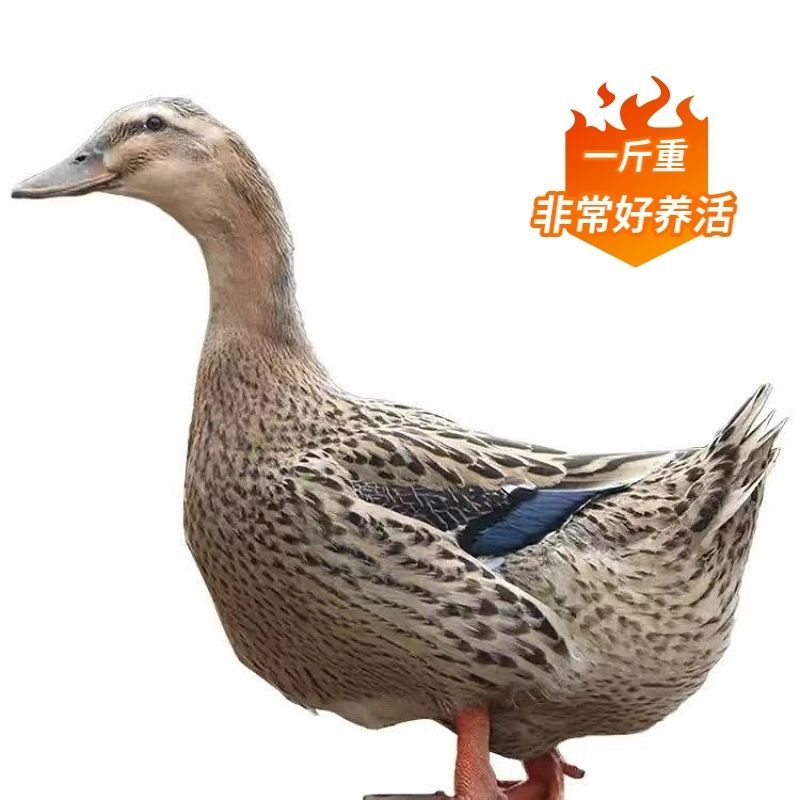 金锭鸭苗买千送百品种不对全额退款包防疫包运输货到满