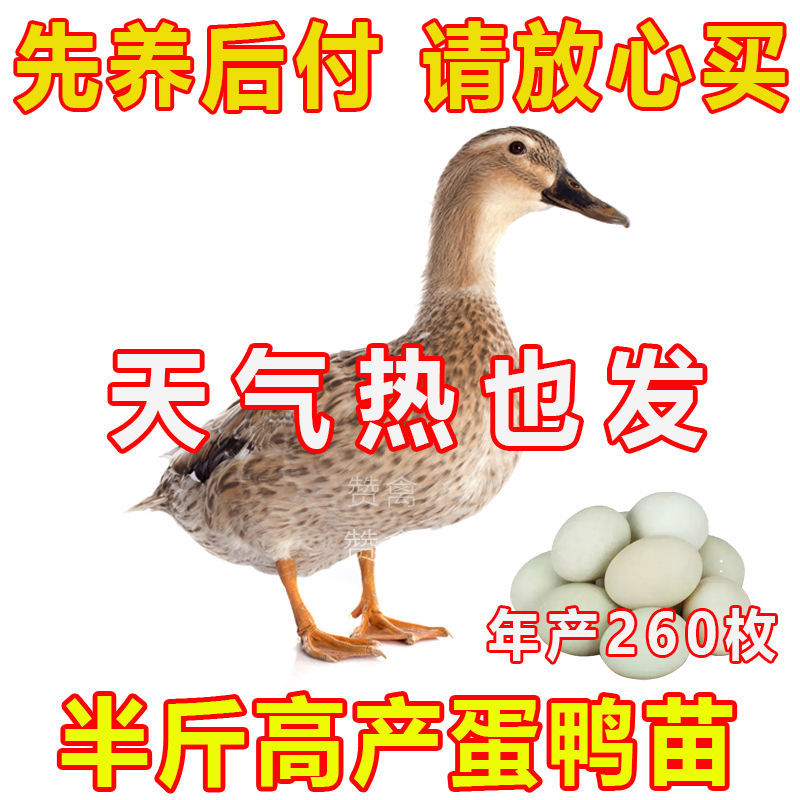 金锭鸭苗买千送百品种不对全额退款包防疫包运输货到满