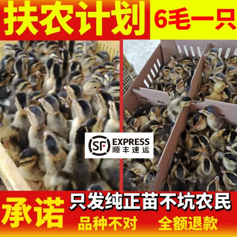 麻鸭苗买千送百品种不对全额退款包防疫包运输货到满意