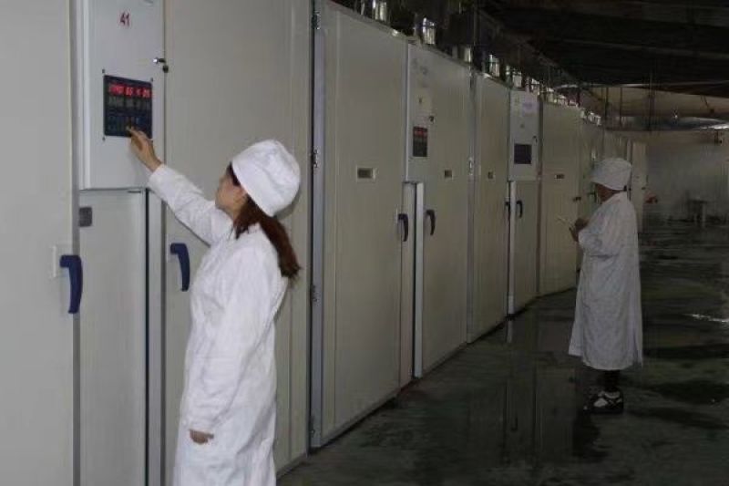 麻鸭苗买千送百品种不对全额退款包防疫包运输货到满意