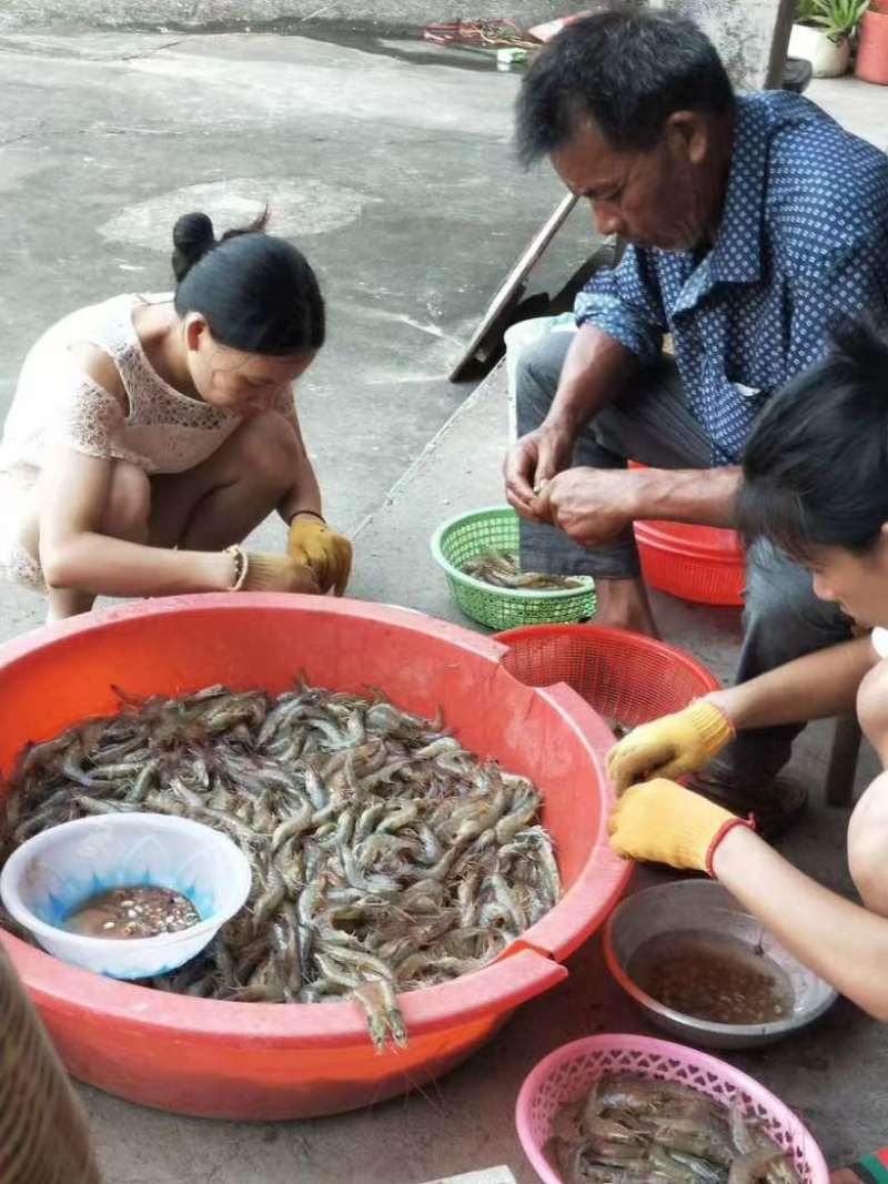 西门岛特色虾干养殖基地，每天新鲜