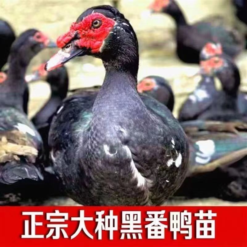 番鸭苗买千送百品种不对全额退款包防疫包运输货到满意