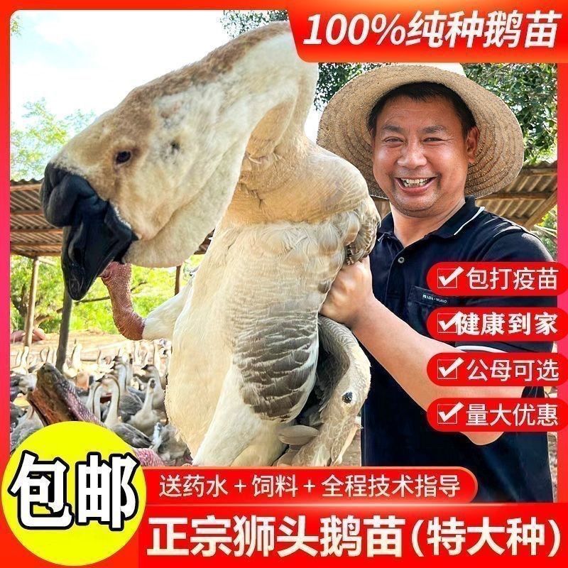 狮头鹅苗买千送百品种不对全额退款包防疫包运输货到满