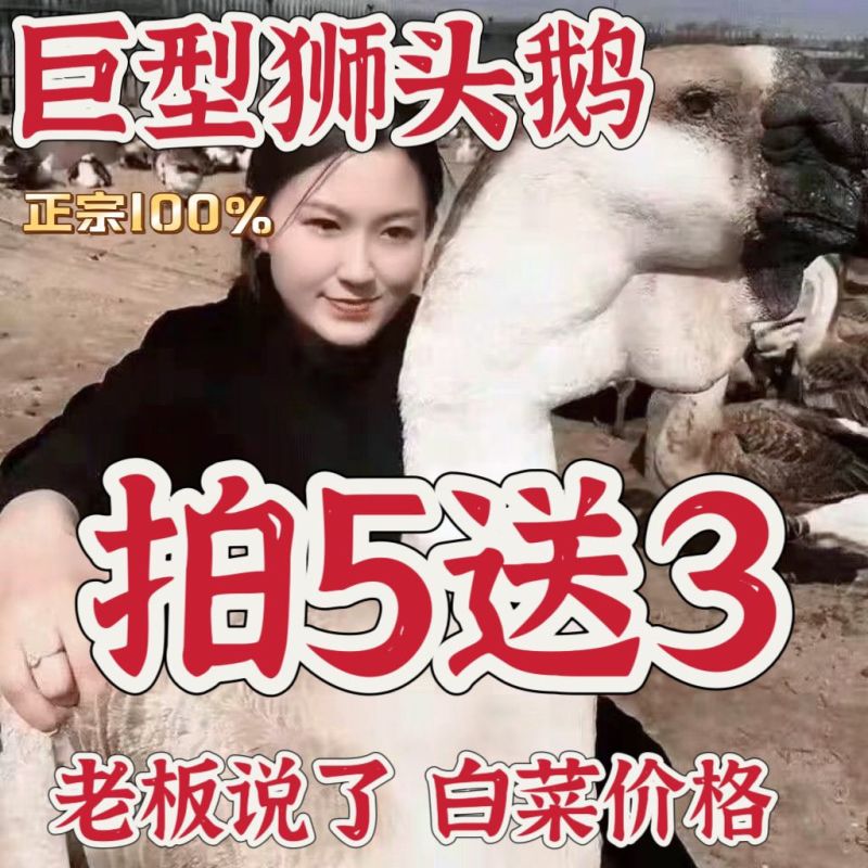 狮头鹅苗买千送百品种不对全额退款包防疫包运输货到满