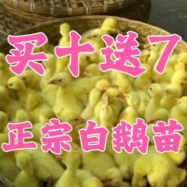 三花鹅苗买千送百品种不对全额退款包防疫包运输货到满