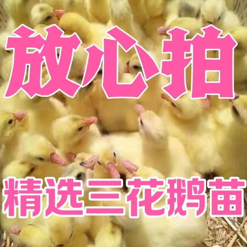 三花鹅苗买千送百品种不对全额退款包防疫包运输货到满