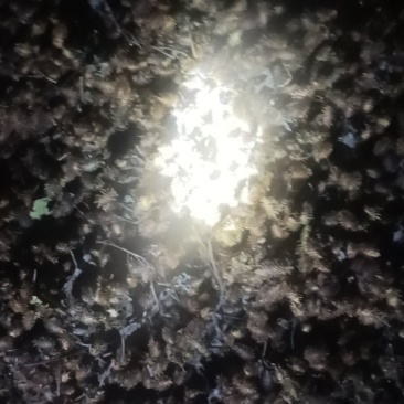 苍耳子