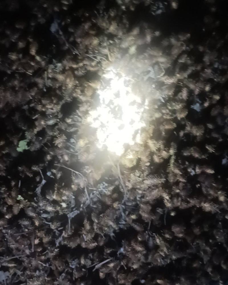 苍耳子