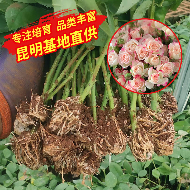 月季花玫瑰苗