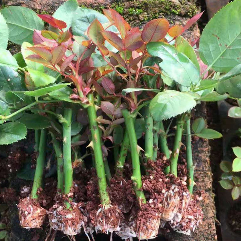 月季花玫瑰苗