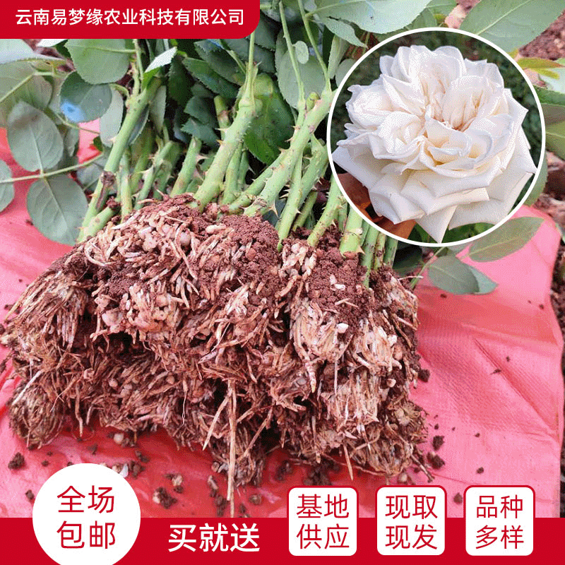 月季花玫瑰苗