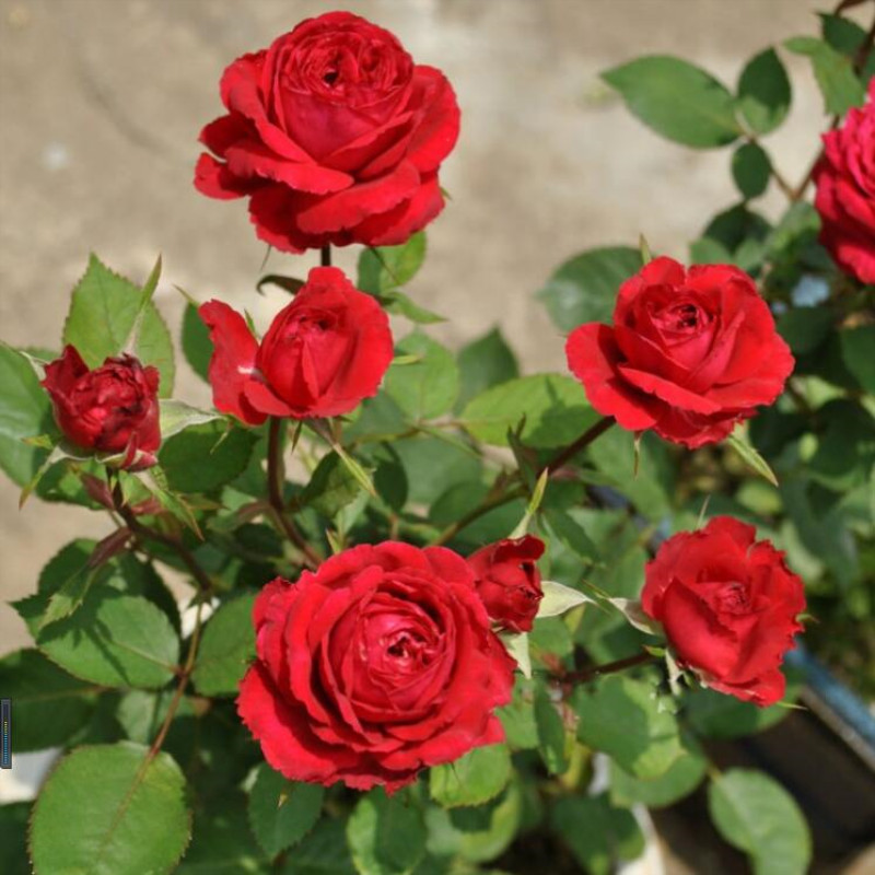 月季花玫瑰苗