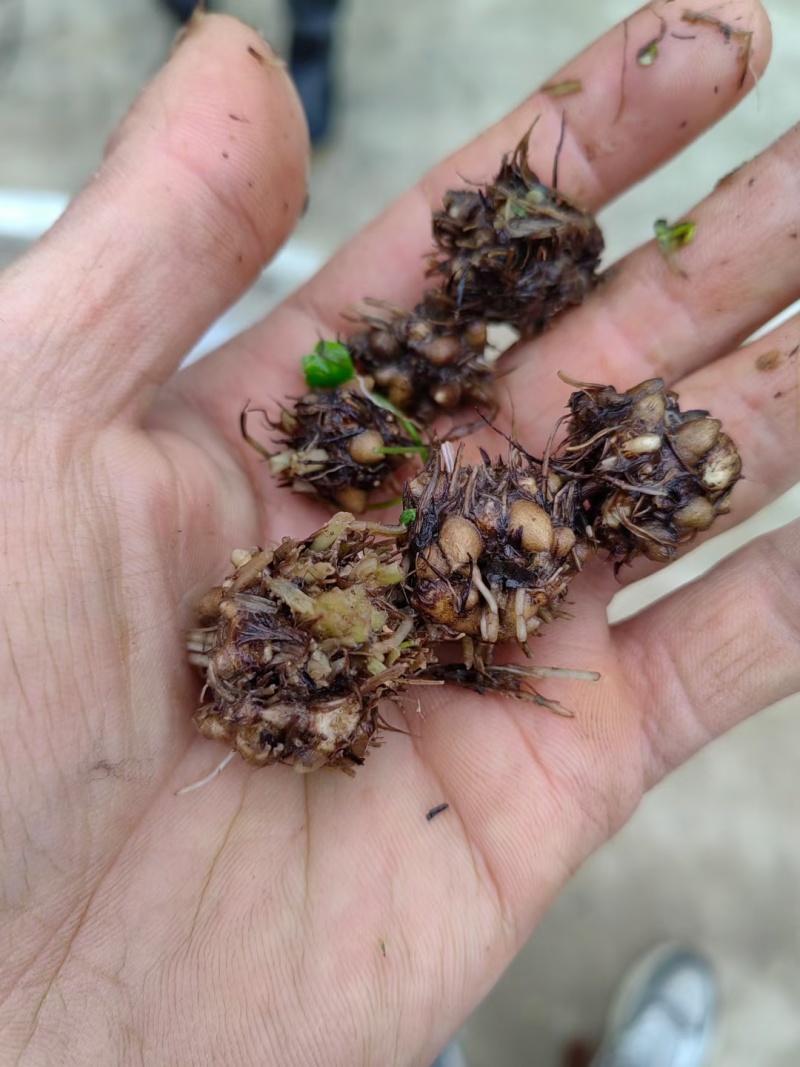 猫爪草种苗供应需要联系我产地直达