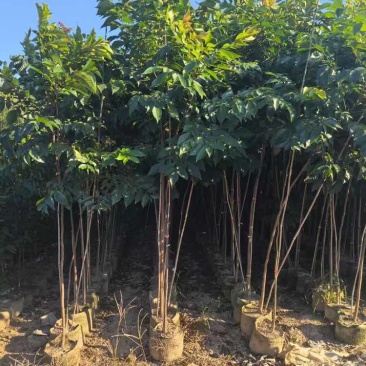 出售2至3公分麻楝