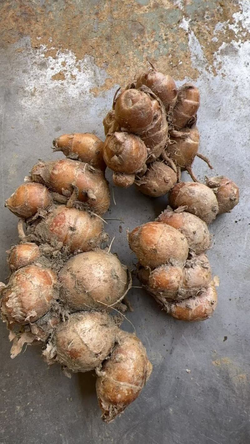 阳春双滘沙姜