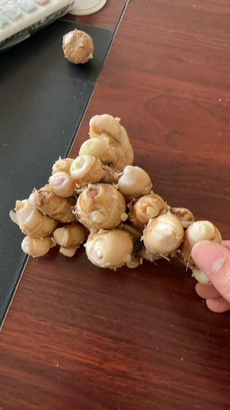 阳春双滘沙姜