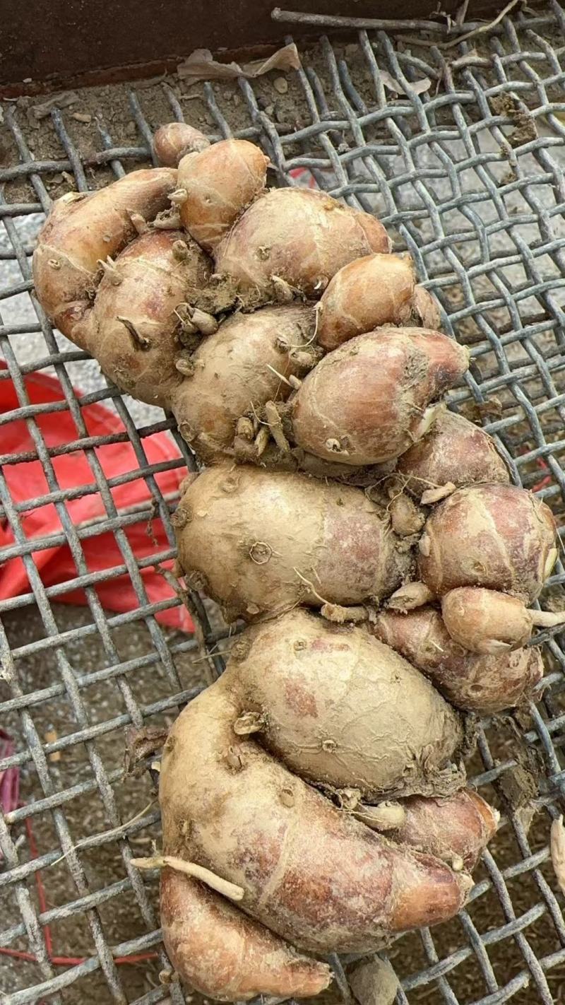 阳春双滘沙姜