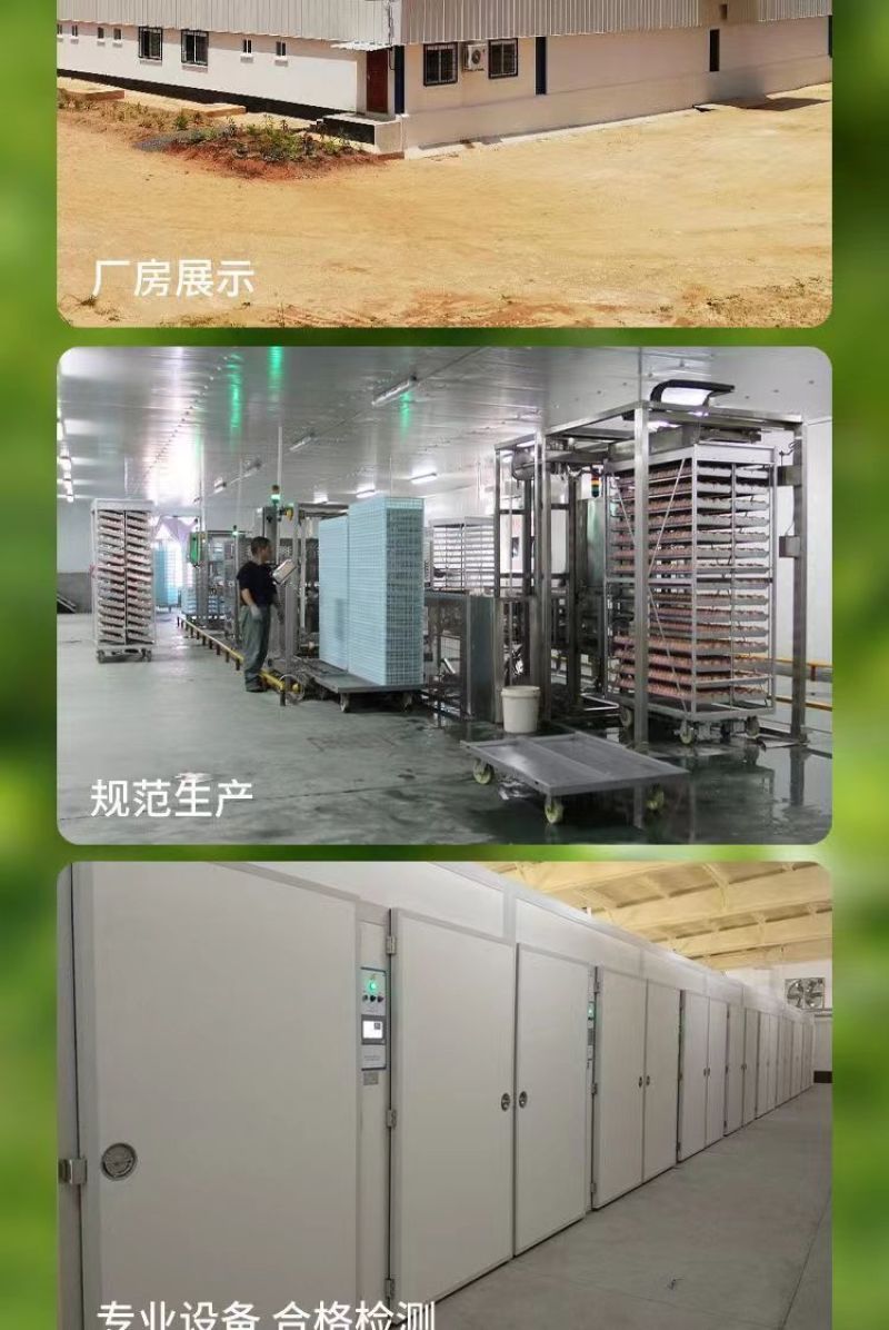 麻鸡苗买1000送100品种不对全额退款包防疫包运输