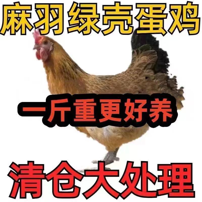 土鸡苗买1000送100品种不对全额退款包防疫包运输