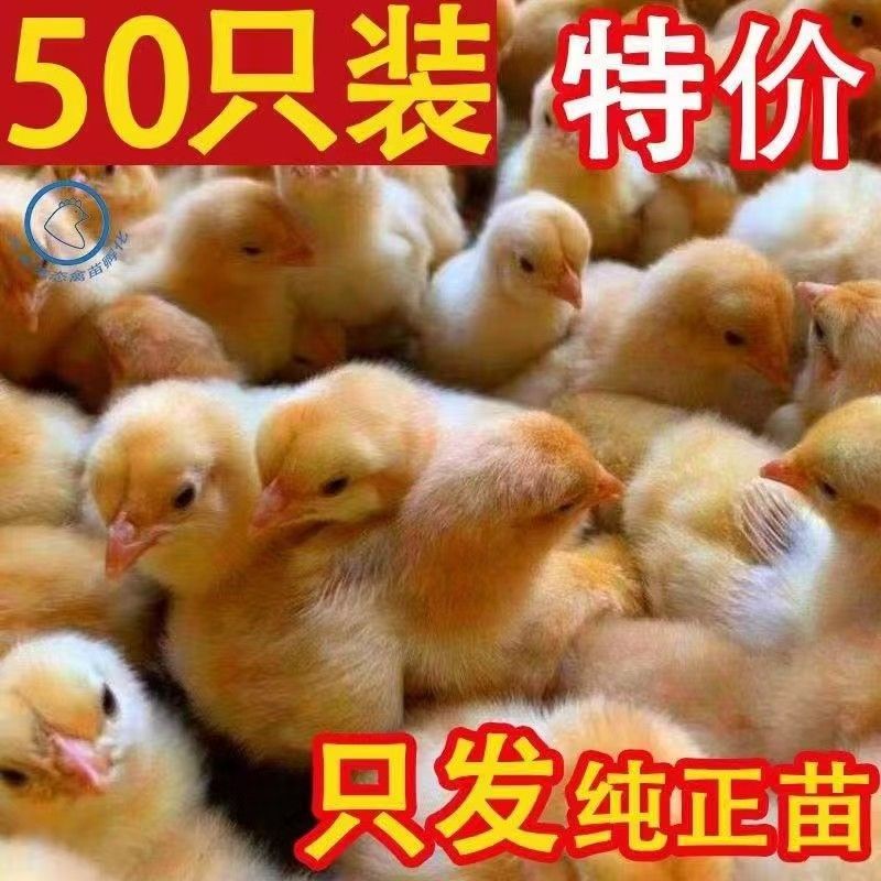 土鸡苗买1000送100品种不对全额退款包防疫包运输